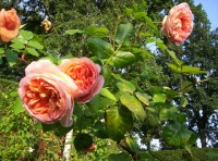 Abraham Darby
