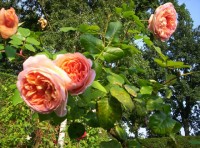 Abraham Darby