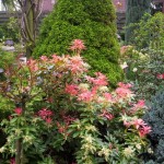 Lente